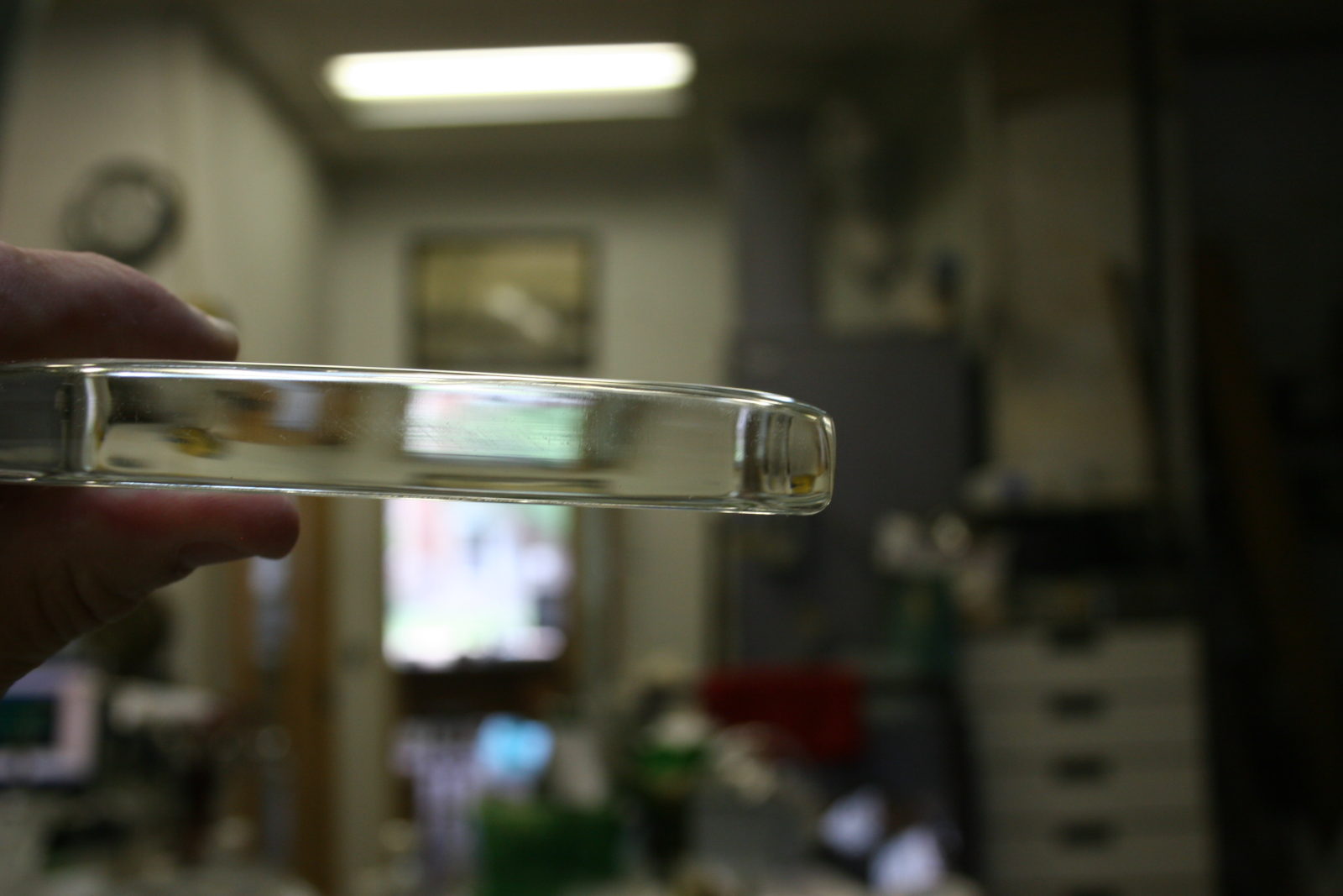 Lalique Crystal Repair & Restoration Bruening Glass Works